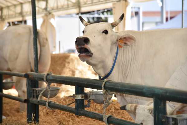 Farm to fork, robot di precisione e monitoraggi in tempo reale. Cia, Coldiretti e Confagricoltura presentano studi e progetti innovativi ad Agriumbria Farm to fork, robot di precisione e monitoraggi in tempo reale. Cia, Coldiretti e Confagricoltura presentano studi e progetti innovativi ad Agriumbria