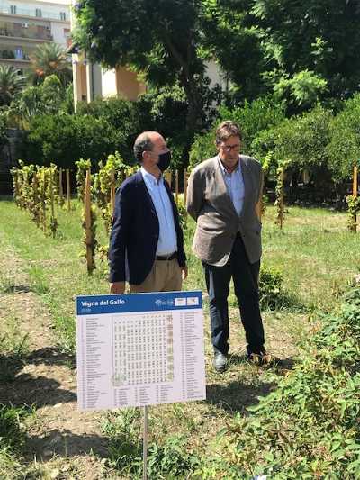 La Sicilia del vino rende omaggio a Diego Planeta: la “Vigna del Gallo” porterà il suo nome