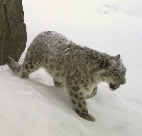 Più cashmere? Meno leopardi delle nevi. Uno studio su globalizzazione ed ecologia in Mongolia