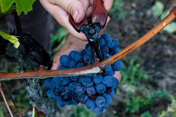 La vendemmia del Monferrato prepara grandi vini. Il Consorzio: «Qualità eccellente, ma attenzione ai cambiamenti climatici»