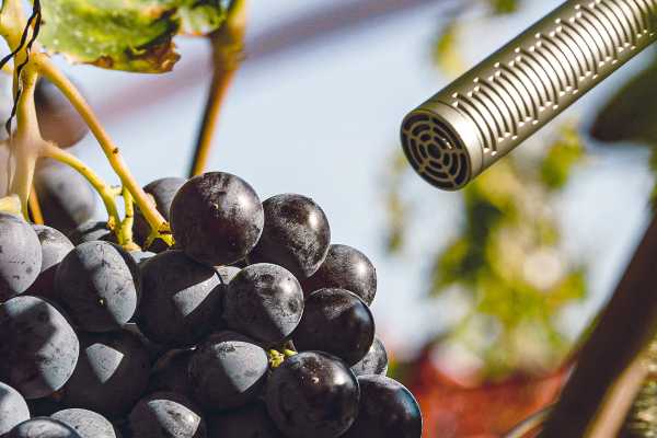 Tommasi presenta De Buris 2010: il vino diventa un concept album musicale