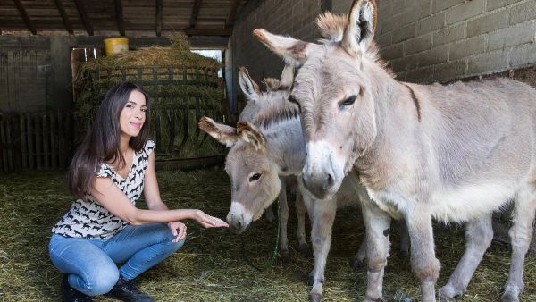 Oggi in TV: Al via "GoWild – Animali in città". Un programma dedicato agli animali selvatici 