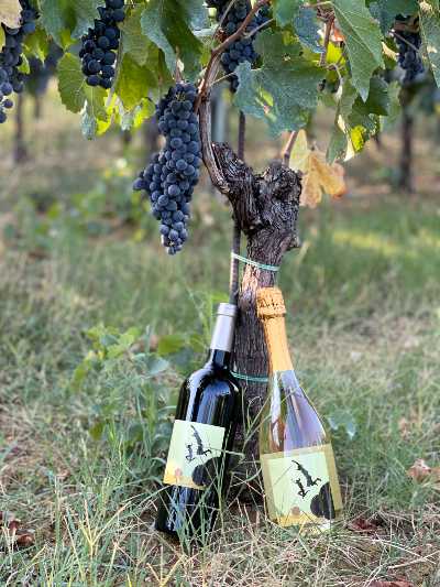 Monte delle Vigne: 5000 bottiglie per coltivare i sogni di domani Monte delle Vigne: 5000 bottiglie per coltivare i sogni di domani