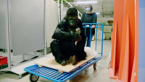 Al MUSE apre "Il dilemma dell'altruismo". E arriva la replica di Koko, la gorilla che parlava con la lingua dei segni