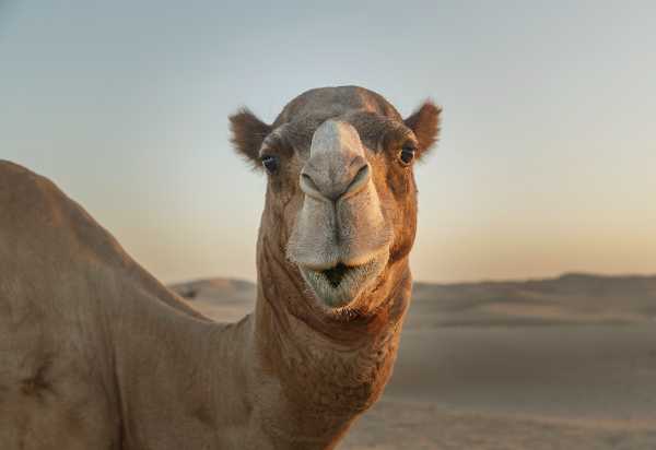 Arabia Saudita, cammelli esclusi da concorso di bellezza per botox. I medici estetici (Aiteb): “Basta fake news, botulino non aumenta volume delle labbra.”