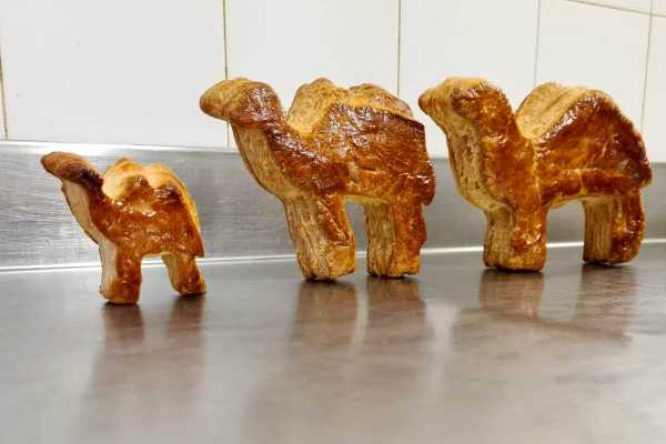 Tradizione, accoglienza e buon auspicio: Varese celebra l’Epifania con il cammello dolce di pasta sfoglia