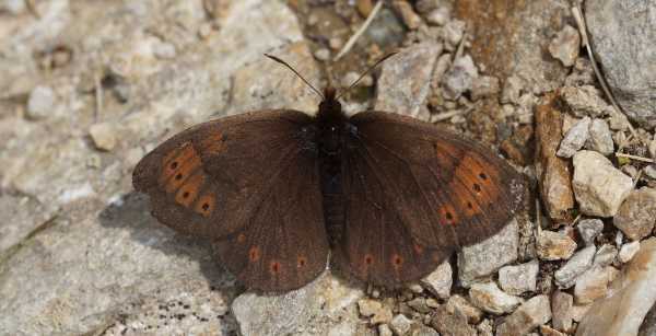 Una farfalla dell'Appennino sentinella dei cambiamenti climatici, studio dell'Ateneo fiorentino denuncia il pericolo per le farfalle appenniniche