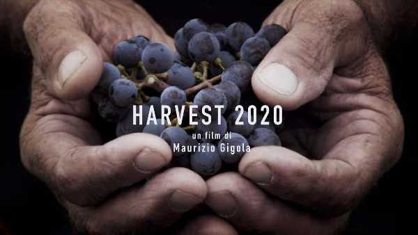 Vino e cinema: il territorio del Collio tra i protagonisti della puntata italiana di „HARVEST“, prima stagione della serie „WINE ODYSSEY“