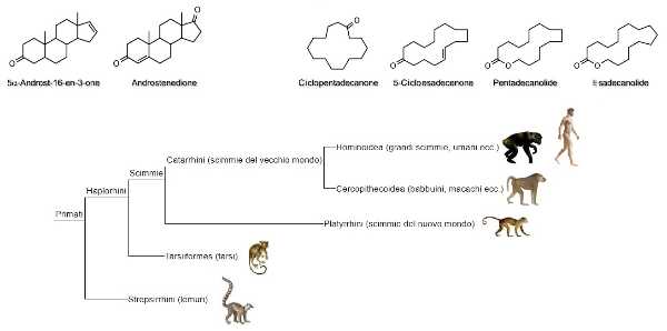 Identificate molecole con possibile attività feromonale nei primati