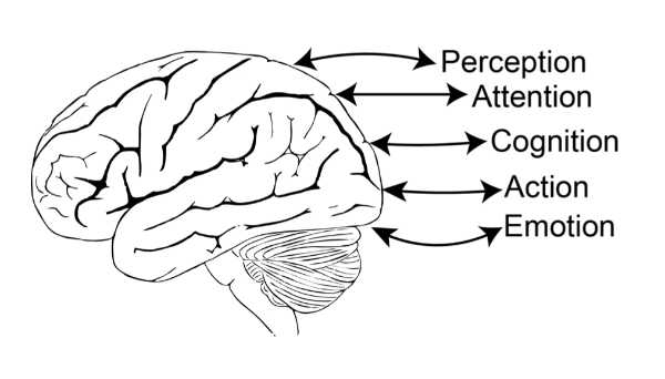 “Refocusing Neuroscience”, webinar di Luiz Pessoa “Refocusing Neuroscience”, webinar di Luiz Pessoa