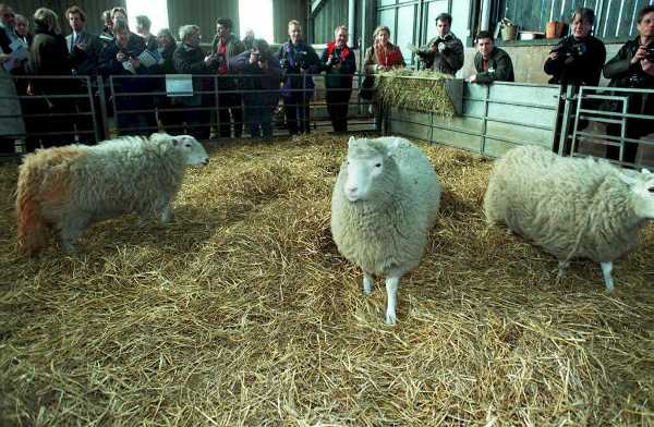 RaiPlay ripercorre un evento epocale: da oggi lo speciale sulla clonazione della pecora Dolly ed i cloni che sono venuti dopo di lei