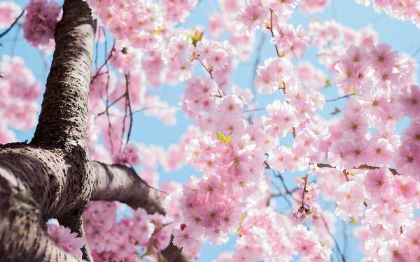 Spring is coming! Un viaggio culturale alla scoperta delle tradizioni che celebrano l'arrivo della Primavera