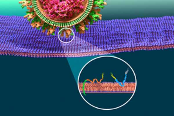 Infezione da Covid: cosa avviene nelle nostre cellule