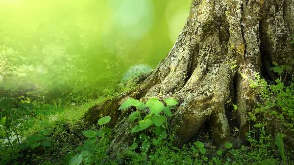 Il MUSE per la Giornata Internazionale delle Foreste