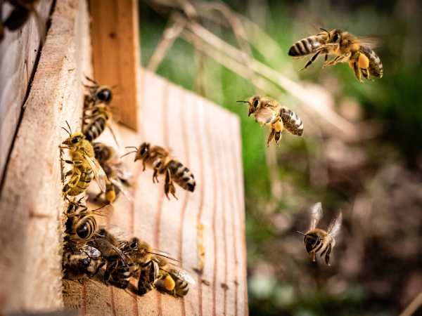 COSE NON COSE insieme a 3BEE lanciano il progetto "L'OASI DEI GIOVANI"
