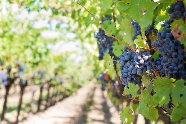 Agricoltura 4.0, ultrasuoni e un software per curare le viti
