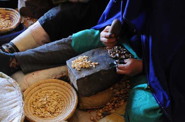 Food, dall'Università di Firenze il progetto per l'agricoltura resiliente che unisce Italia, Marocco e Algeria contro le crisi alimentari del futuro