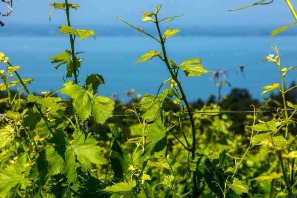 Anteprima Trasimeno 2022: al via la prima edizione