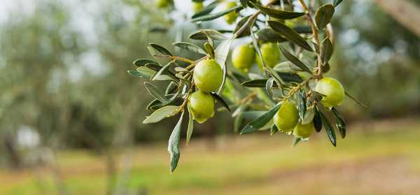 Frantoi in Festa - La festa dell'olio e della biodiversità in Tuscia
