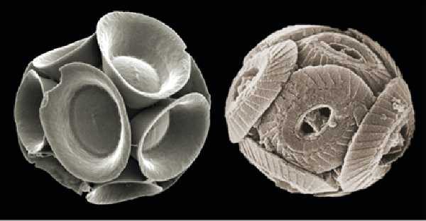 Fossili fantasma riscrivono la storia degli oceani