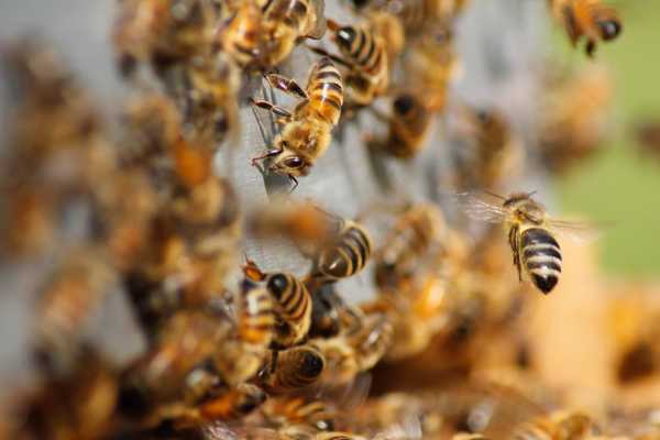 3BEE - tutto pronto per la finale di " CALL FOR IMAPACTABILITY" - Il primo contest che premia le migliori idee ad alto impatto ambientale e sociale