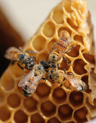 3BEE - grande successo per la " CALL FOR IMAPACTABILITY" - premiate le tre migliori idee per un futuro migliore e più sostenibile