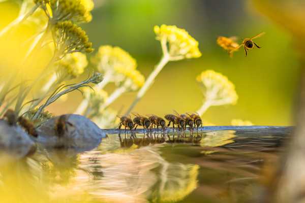 3BEE - " The great meltdown" - anche le api hanno sete - il nuovo claim di sensibilizzazione volto a ricordarci gli effetti reali e pericolosi del cambiamento climatico che colpiscono duramente le api