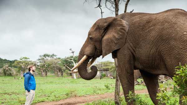 Elephant Gin annuncia la nascita della Elephant Gin Foundation e celebra la giornata mondiale degli elefanti