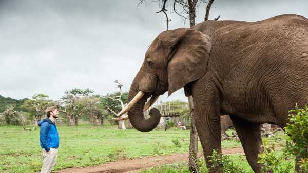 Elephant Gin annuncia la nascita della Elephant Gin Foundation e celebra la giornata mondiale degli elefanti Elephant Gin annuncia la nascita della Elephant Gin Foundation e celebra la giornata mondiale degli elefanti