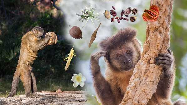 Nei cebi l’uso di strumenti in pietra migliora la dieta
