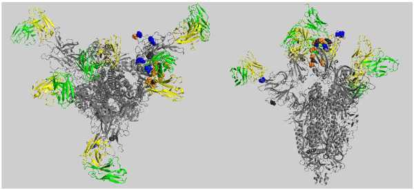 Così spike della variante Omicron interagisce con gli anticorpi umani