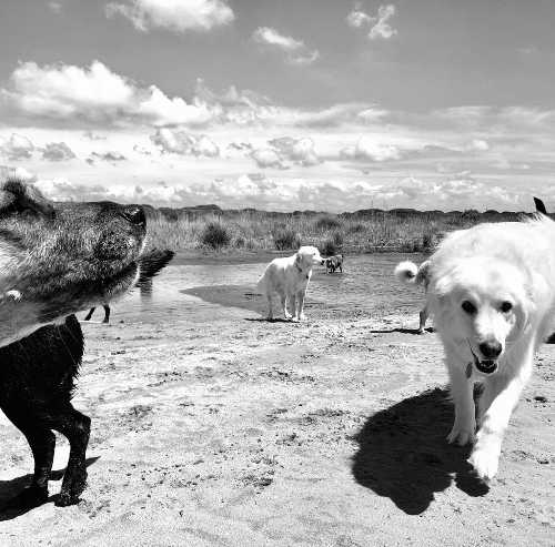Baubeach: aperte le iscrizioni ai nuovi corsi di Dog Management Turistico