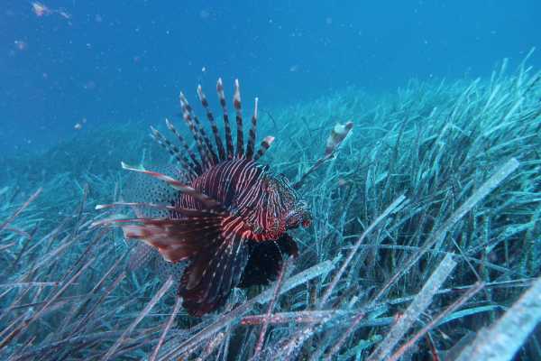 Cambiamenti climatici: nuova rotta trans-oceanica per i pesci marini