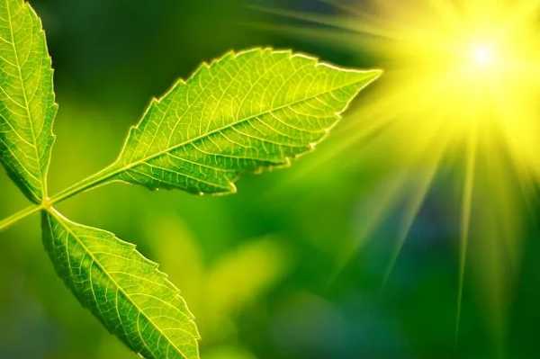 Fotosintesi artificiale per immagazzinare l’energia solare