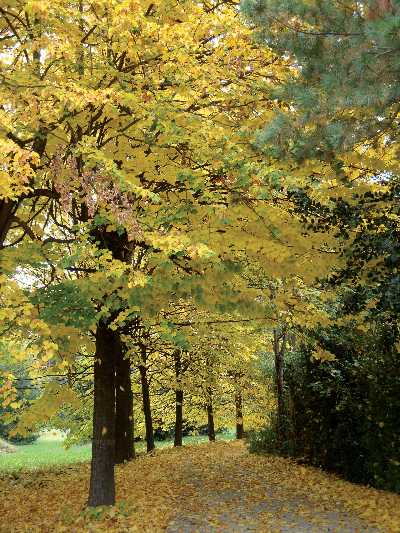 La magia del Foliage Passeggiata guidata nel parco del Castello di Miradolo