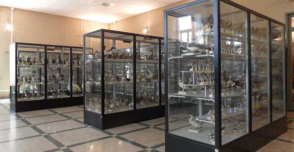 Roma - 90 anni del Museo Civico di Zoologia: LA STRAORDINARIA ARTE DELLA TASSIDERMIA incontro e film documentario