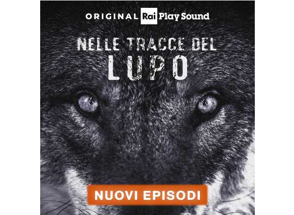 Il lupo è tornato. Il lupo non è mai andato via. Prosegue il cammino del podcast che attraverso un racconto immersivo invita ad ascoltare la conversazione tra il mondo selvatico e quello umano, narrando cosi la storia del predatore più magnetico e famoso, tornato a ripopolare i boschi italiani. Un viaggio a più voci che si distinguono nelle nuove puntate, dal 27 novembre su RaiPlay Sound. Voci di chi vive una relazione profonda con la fauna selvatica e ha fatto della divulgazione ambientale la propria missione. Fra queste quelle di: Luca Giunti, naturalista, guardiaparco e scrittore, Irene Borgna, antropologa alpina, guida naturalistica e scrittrice, Francesco Romito dell’Associazione “Io non ho paura del lupo”, Nanni Villani, esperto di gestione della fauna alpina nelle Alpi Marittime e infine Giuseppe Canavese, esperto di fauna selvatica e primo ad avvistare nel 1994 un lupo sulle Alpi. In questo viaggio sonoro e non visivo, emozionale quanto intenso, si parlerà anche del lupus caput mundi. E ricordando la leggenda della Lupa che allevò Romolo e Remo, il podcast svelerà come avviene lo switch tra scienza e narrazione popolare e come sia possibile che, ancor oggi, si possa esser preda del “lupo immaginario”. Attraverso le parole di Aldo Leopold “una montagna con un lupo è una montagna più alta” si inizierà poi una traversata ideale tra Alpi e Appennini, visitando parchi e aree protette fra lupi che ululano e si richiamano e la natura che li accoglie. La domanda verrà allora spontanea: “ma è davvero così negativo immaginare le nostre montagne abitate soltanto da uomini-lupo?” Infine la parola andrà ad un esperto, il professor Luigi Botani docente dell’Università La Sapienza di Roma, che attribuisce a questa magnetica specie animale ‘maggior probabilità di non estinguersi rispetto all’uomo’. Un viaggio a più voci appunto che intreccia misteri a curiosità, oltre le solite mete. ‘Nelle tracce del lupo’ è un podcast Original RaiPlay Sound di Davide Sapienza e Lorenzo Pavolini. Le nuove puntate 6-10 on line il 27 novembre su https://www.raiplaysound.it e sull’app RaiPlay Sound, alla pagina https://www.raiplaysound.it/programmi/nelletraccedellupo