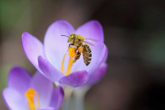 3 Bee per il Natale 2022 - REGALA E ADOTTA UN'APE, UN ALVEARE O UN ALBERO