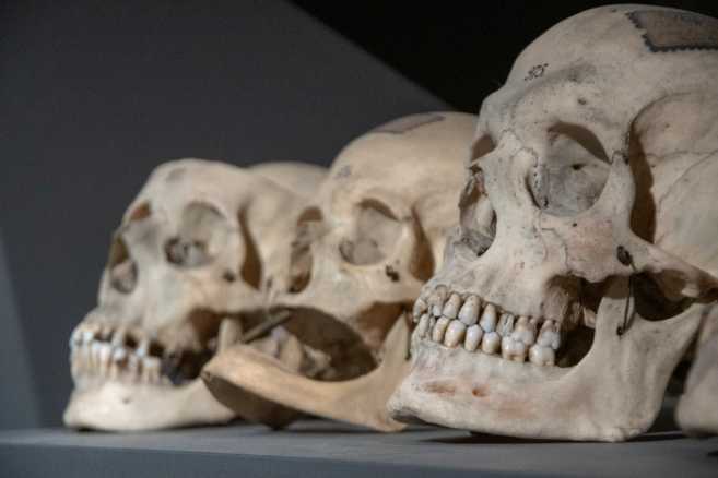 Arriva a Bologna la mostra di Arte e Scienza per il cinquecentenario della nascita di Ulisse Aldrovandi
