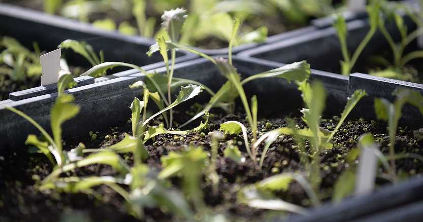 ColtivaTO - Il Festival dell'Agricoltura - Nuovo festival a Torino