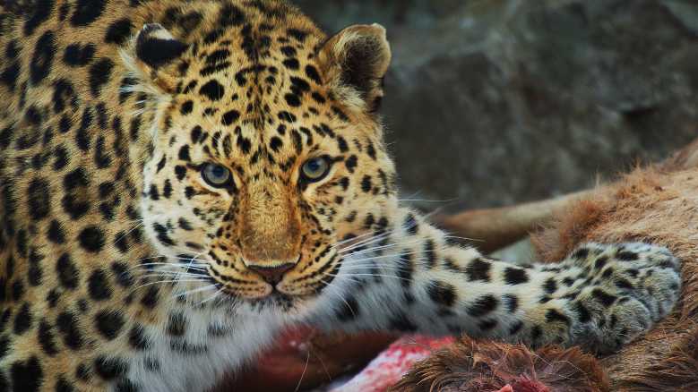 Rete 4 - Al via la serie-evento «FROZEN PLANET II»