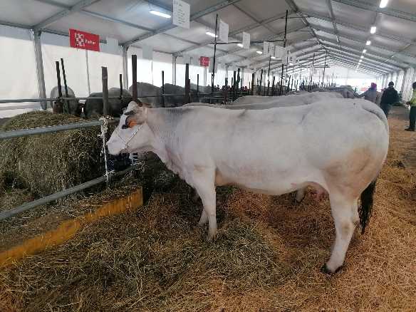 559a FIERA PRIMAVERILE di Carmagnola, città di agricoltura, tradizioni e mercati attraverso i secoli 559a FIERA PRIMAVERILE di Carmagnola, città di agricoltura, tradizioni e mercati attraverso i secoli