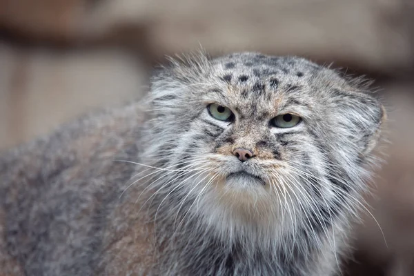 Il gatto di Pallas, tutt'altro che "puccioso" Il gatto di Pallas, tutt'altro che "puccioso"