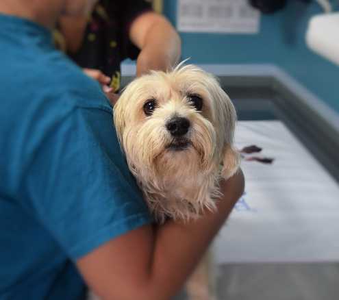 19 aprile: agli Aperitivi della conoscenza “Un viaggio alla scoperta del mio cane”