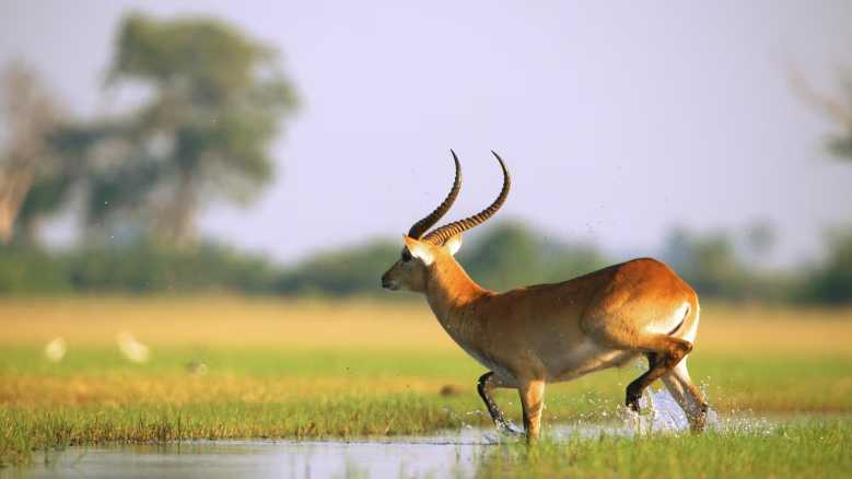 Oggi in TV: Icone del continente africano. Le antilopi