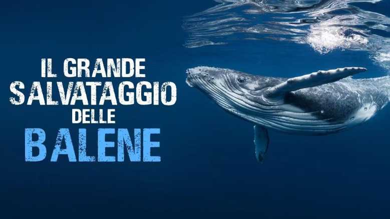 Oggi in TV: Il grande salvataggio delle balene - I preparativi del viaggio