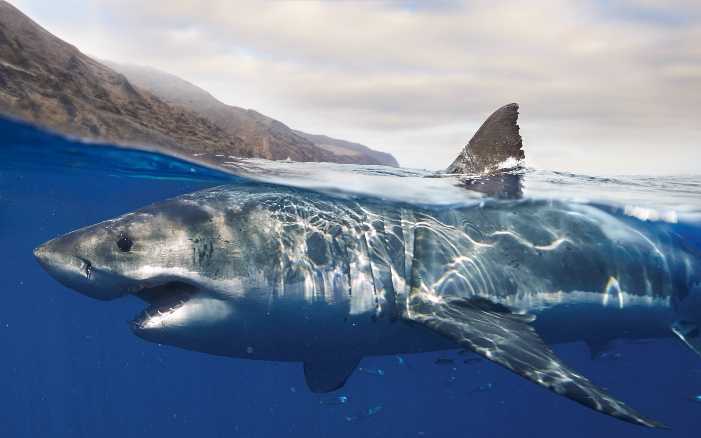 Torna la "SHARK WEEK" su DISCOVERY CHANNEL e disponibile su DISCOVERY+