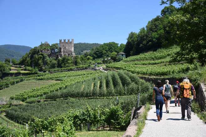 XXXVI rassegna Müller Thurgau: Vino di Montagna, presentato il programma XXXVI rassegna Müller Thurgau: Vino di Montagna, presentato il programma