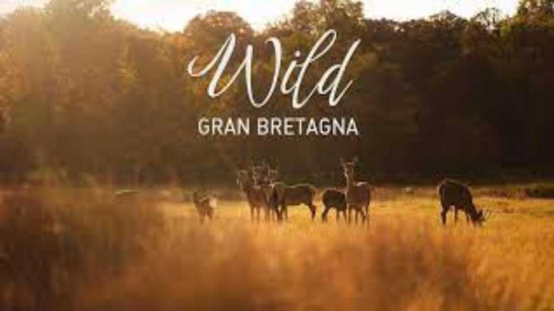 Oggi in TV: Wild Gran Bretagna - La vita in città
