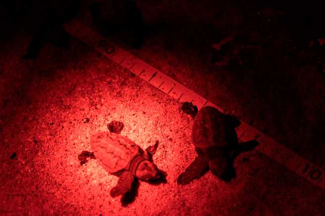 Secondo nido di tartarughe all'Isola d'Elba sulla spiaggia di Lacona Secondo nido di tartarughe all'Isola d'Elba sulla spiaggia di Lacona